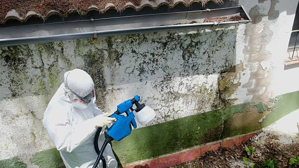 Top rated local Basement Mold Removal specialists in Fort Loudon, PA